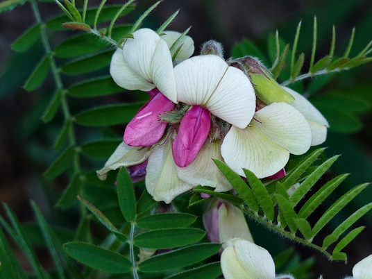 {Tephrosia virginiana}